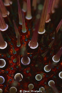 sea urchin close up by Oscar Miralpeix 